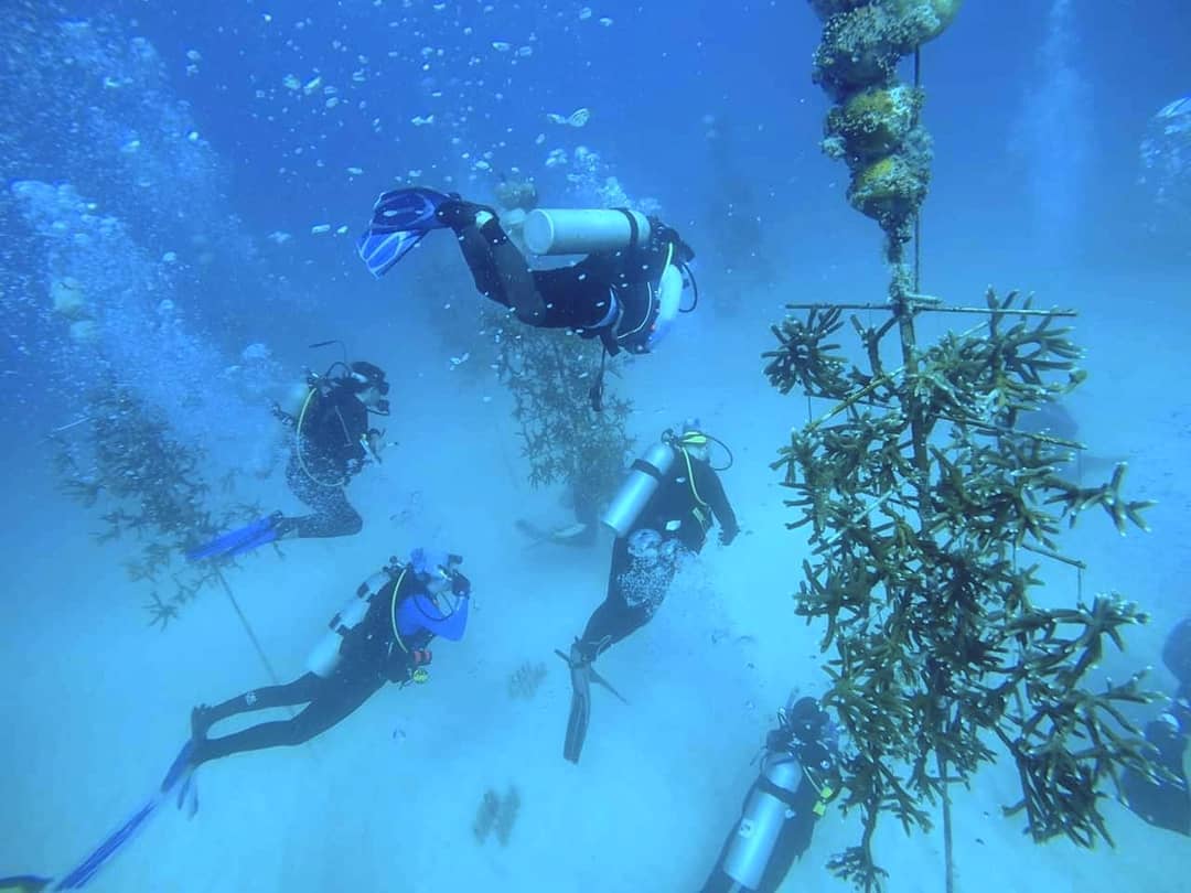 Padi Coral Restoration Distinctive Specialty Dive Program