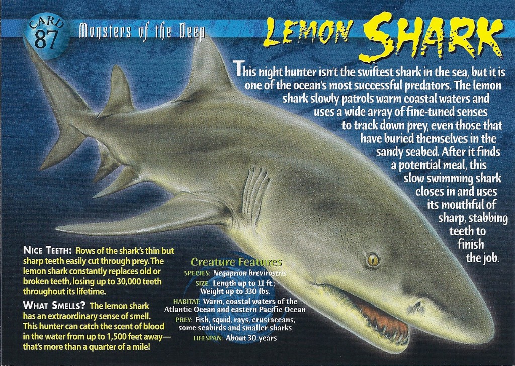 Lemon_Shark_Jupiter_Dive_Center-1024x729.jpg