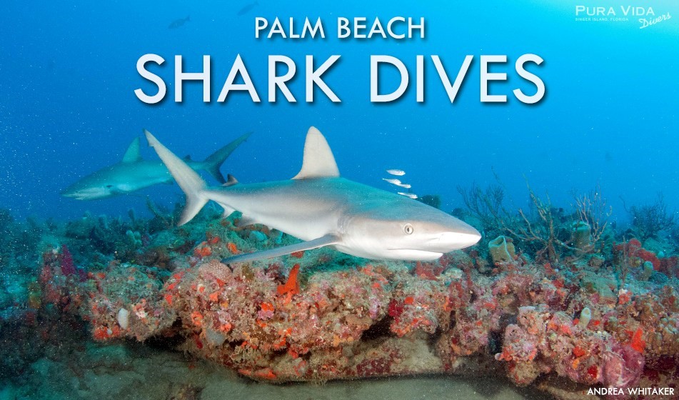 Palm Beach Shark Dive